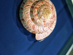 -青岛贝壳博物馆