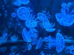-广州海洋馆