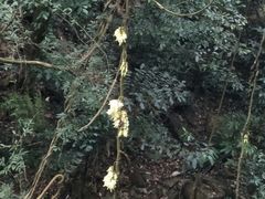 景点-鼎湖山风景区