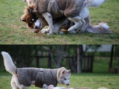 -爪吧宠物乐园 (温榆河示范区店)