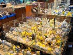 -青石桥花鸟鱼虫市场(叠翠城店)