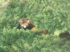 -青藏高原野生动物园