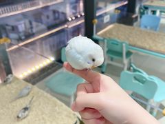 -怪兽屋·羊驼·猫咖·狗咖(俊华广场店)