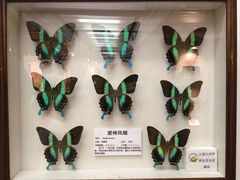 13.4-上海大自然野生昆虫馆