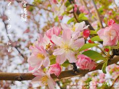 -海棠花溪(元大都城垣遗址公园)