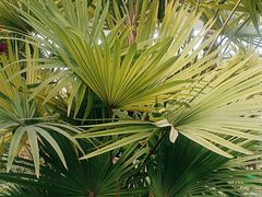 -南宫五洲植物乐园