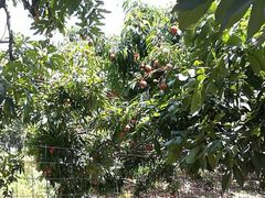 -牙山果园·烧烤野炊·钓鱼团建·烤全羊