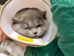 -派特宠物医院(圆融广场店)