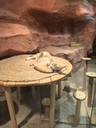 -Zoolung Zoolung动物主题公园(海信广场店)