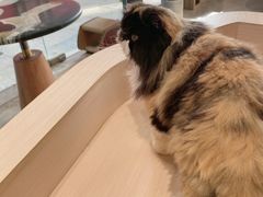 -瞄一喵猫咖(格力海岸店)