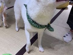 -逗柴咖啡屋·狗咖猫咖宠物桌游