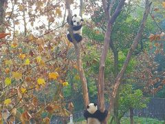-都江堰中华大熊猫苑