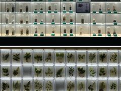 -广东中医药博物馆