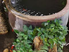 -三道苗苗鱼·美蛙黄辣丁(八里店)