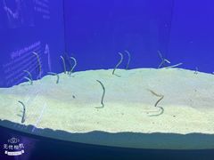 -上海海洋水族馆