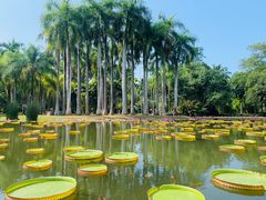 -中国科学院西双版纳热带植物园