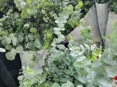 -花鸟鱼虫鲜花绿植市场(玉泉路店)