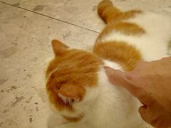 -飞行喵MR PILOT|猫舍·猫咖(静安大融城店)