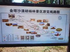-金塔沙漠胡杨林景区