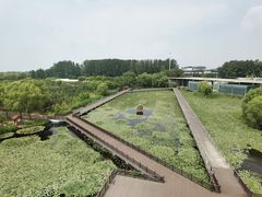 -滕州微山湖红荷湿地景区