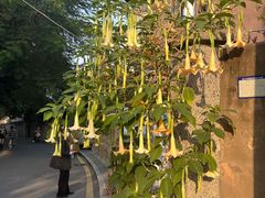 -溪岸路花鸟市场