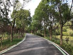 -合肥滨湖国家森林公园