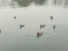 -西湖游船