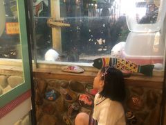 -猫咪博物馆(顶澳仔猫街店)