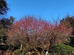 -桃花岭景区