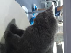 iphone_upload_pic-喵的天空名猫咖啡馆·撸猫·猫舍·用品
