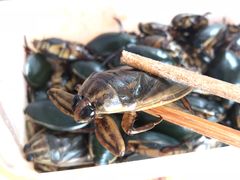 -莫华(锦绣趣园北街店)