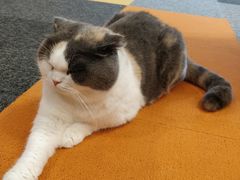 -米宠家·撸猫猫咖小萌宠·猫咪洗澡·猫咪寄养(高新大都荟店)