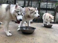-TrueLove @ Neverland (Husky Cafe)