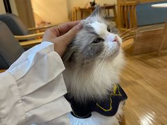 -滚猫咖啡·猫咖·猫友好撸猫(未来城店)