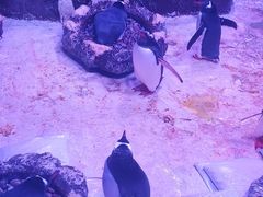 -暹罗海洋世界