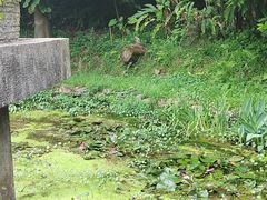 -深圳仙湖植物园