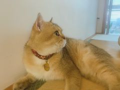 -猫在这儿猫咪咖啡馆·撸猫馆