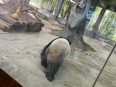 -海南热带野生动植物园