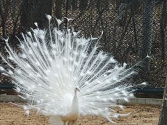 -秦皇岛野生动物园