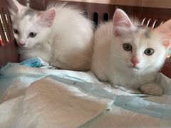 -伟伟宠物医院·瑞派猫友好医院·猫科(光谷店)