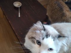 -滚猫咖啡·猫咖·猫友好撸猫(未来城店)