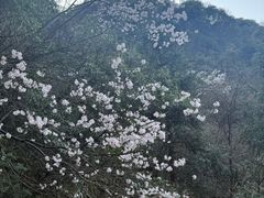 -东白山