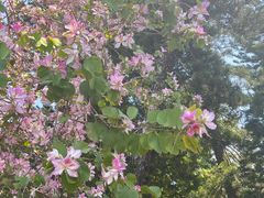 -荔枝公园(福田区)