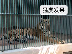 -广州动物园