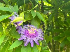 -中国科学院西双版纳热带植物园