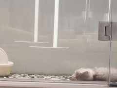-babydoll猫舍·米努特·德文·缅因(久光中心店)