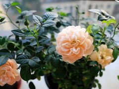 -双季花艺园艺市场(浦东店)
