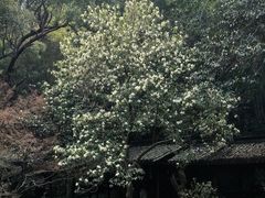 -杭州植物园