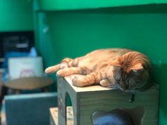 -李小姐の猫咖啡馆(五角场店)