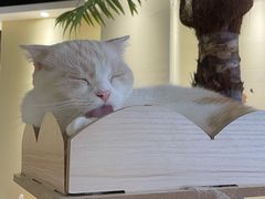 -藏猫猫咖啡主题馆(中央大道店)